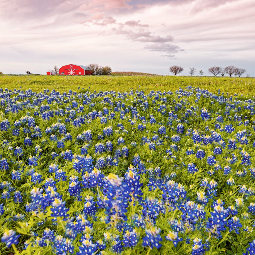Bluebonnets in Brenham, Texas.