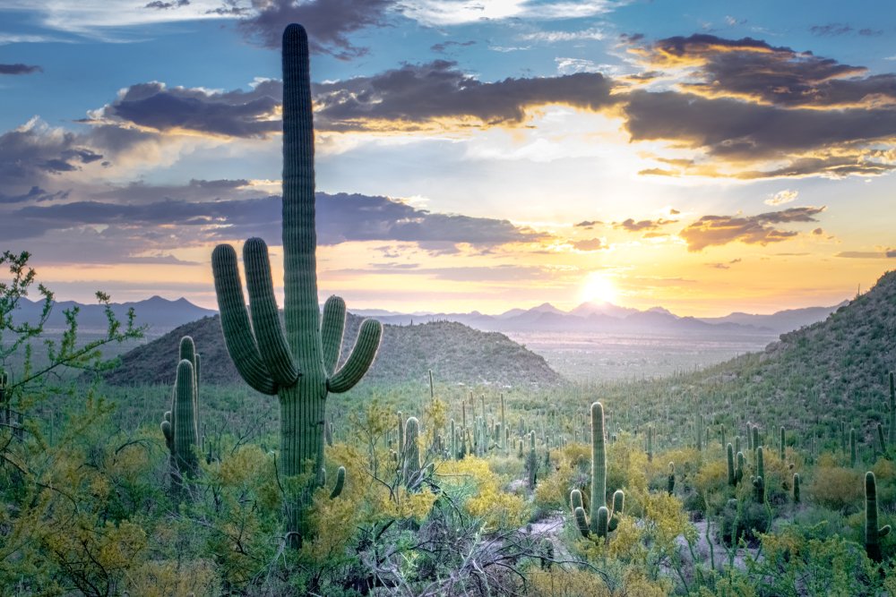 Desert Sunset: Saguaros and small cacti in Sonoran Desert - Saguaro National Park, Arizona, USA