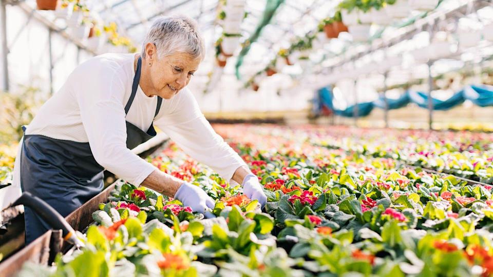 Senior woman working in the flower nursery, with copy space
